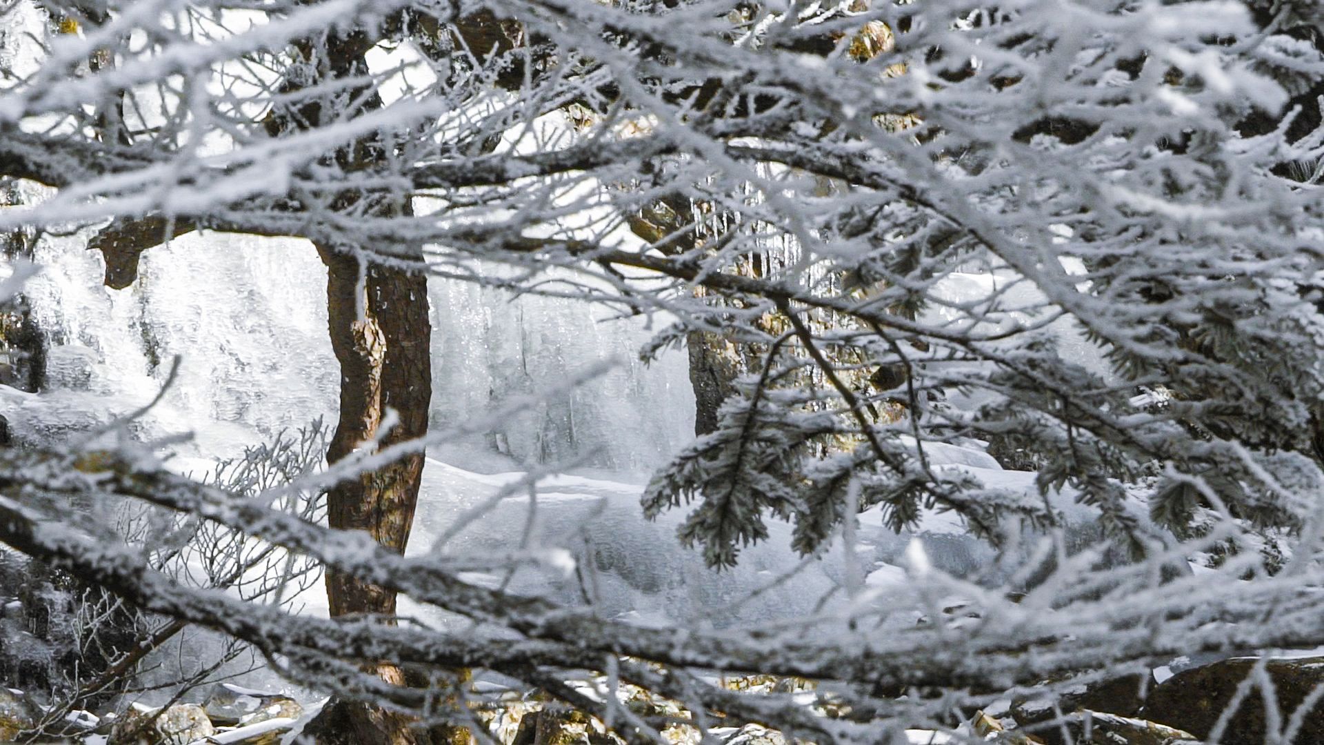 图集| 轿子雪山雪后松柏美景