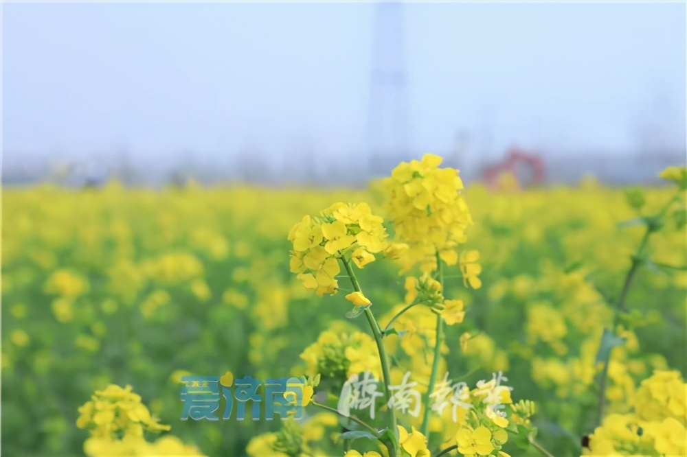 千亩花海扮靓沿黄生态槐荫吴家堡油菜花采风季花漾来席