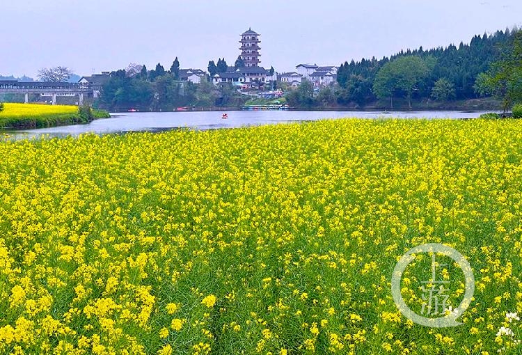 形成一幅春天里的美好画卷,金色花海好似潼南的报春使者,吸引各地游客