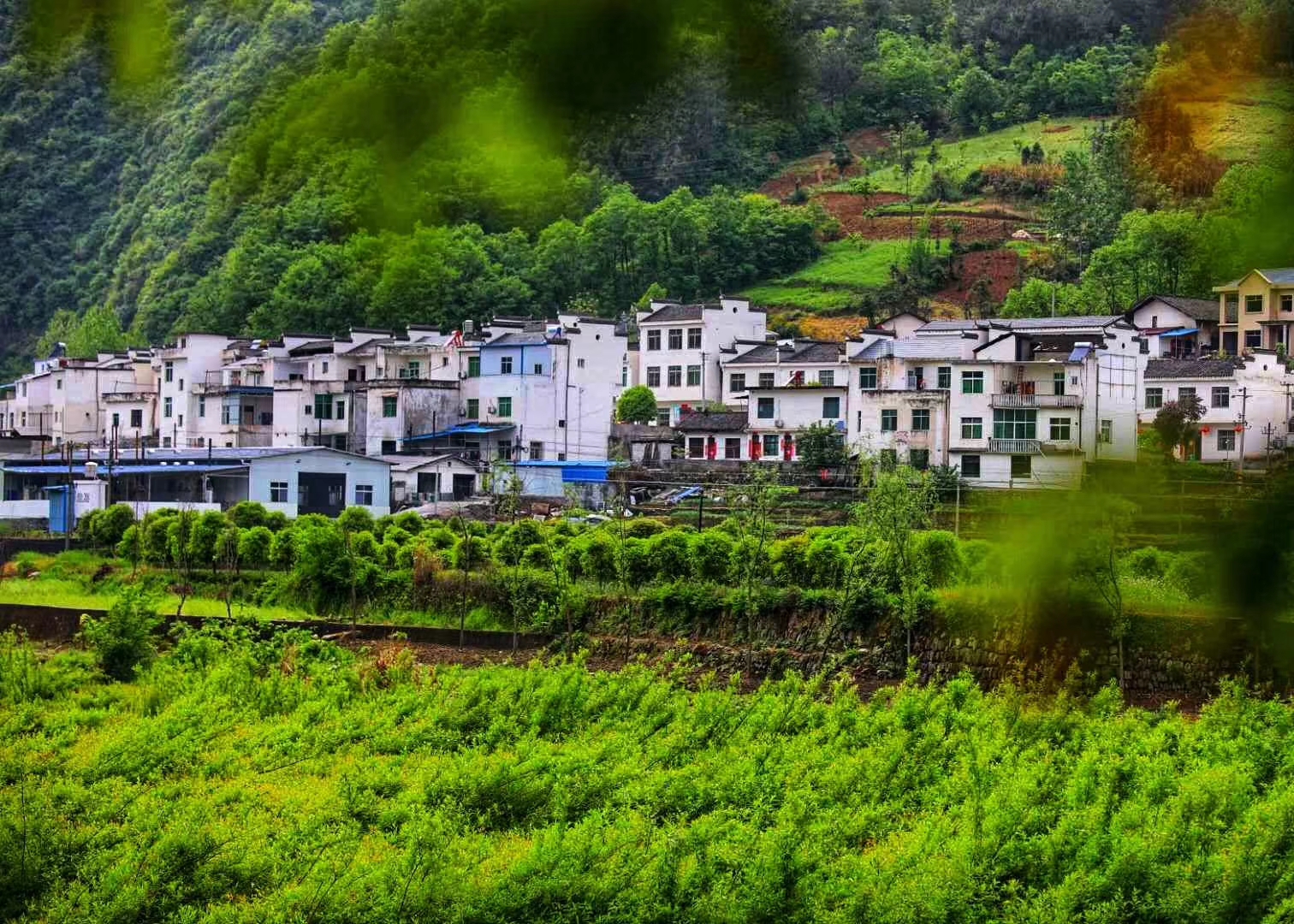 相约安康春来早走进巴山画廊岚皋醉美平利