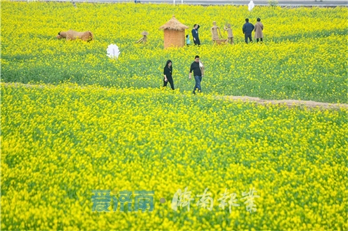 千亩花海扮靓沿黄生态槐荫吴家堡油菜花采风季花漾来席