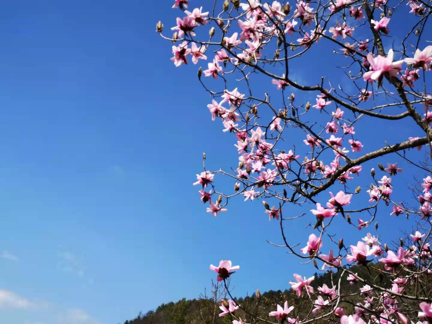 阳春三月大理漕涧分水岭滇藏木兰花正艳