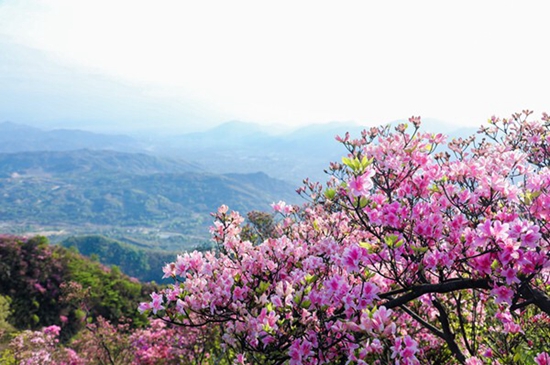 2021金峨村杜鹃花文化旅游节4月10日启幕