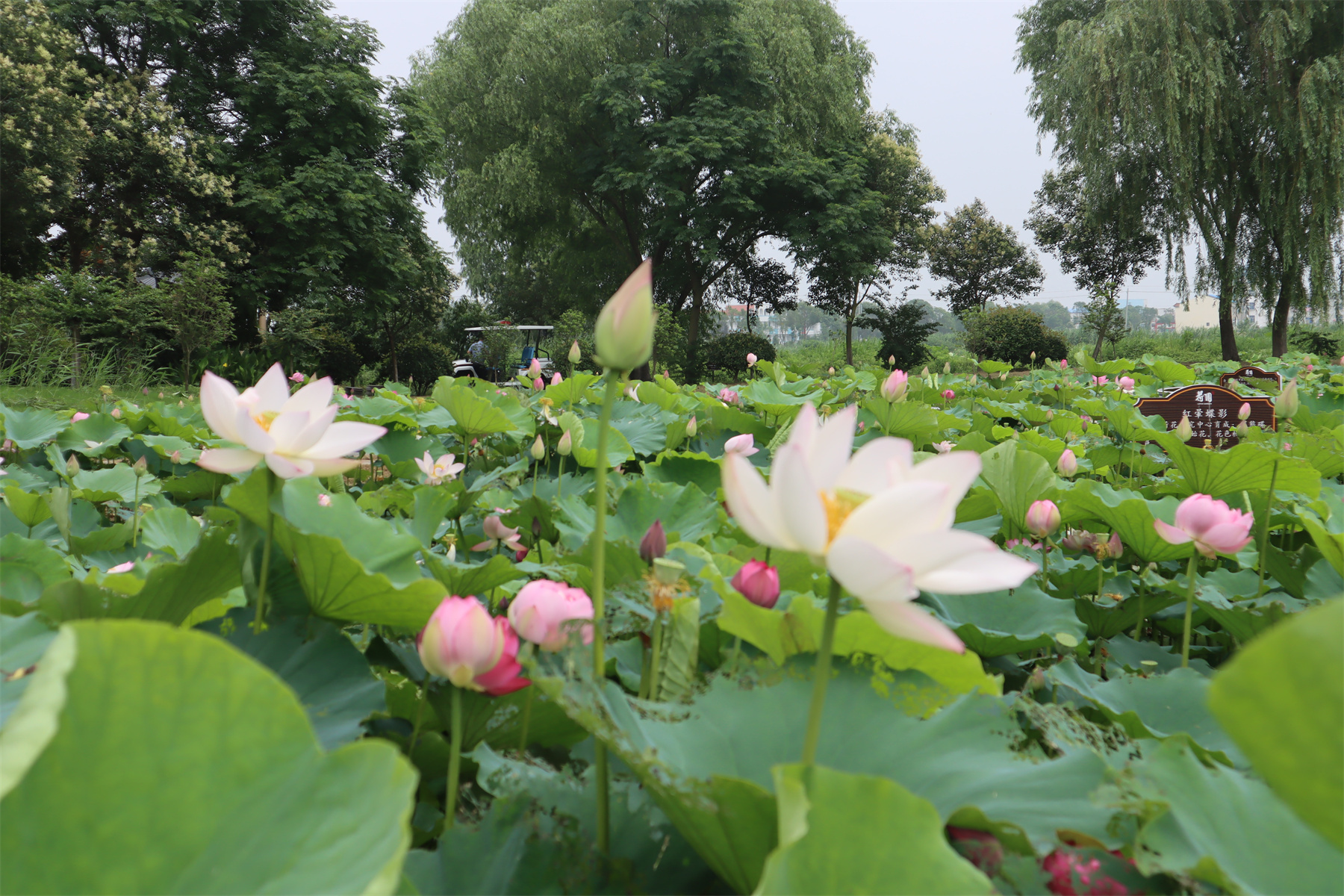 美丽江苏·每日一景丨扬州宝应荷园:芙蓉俏出水 摇曳云水间