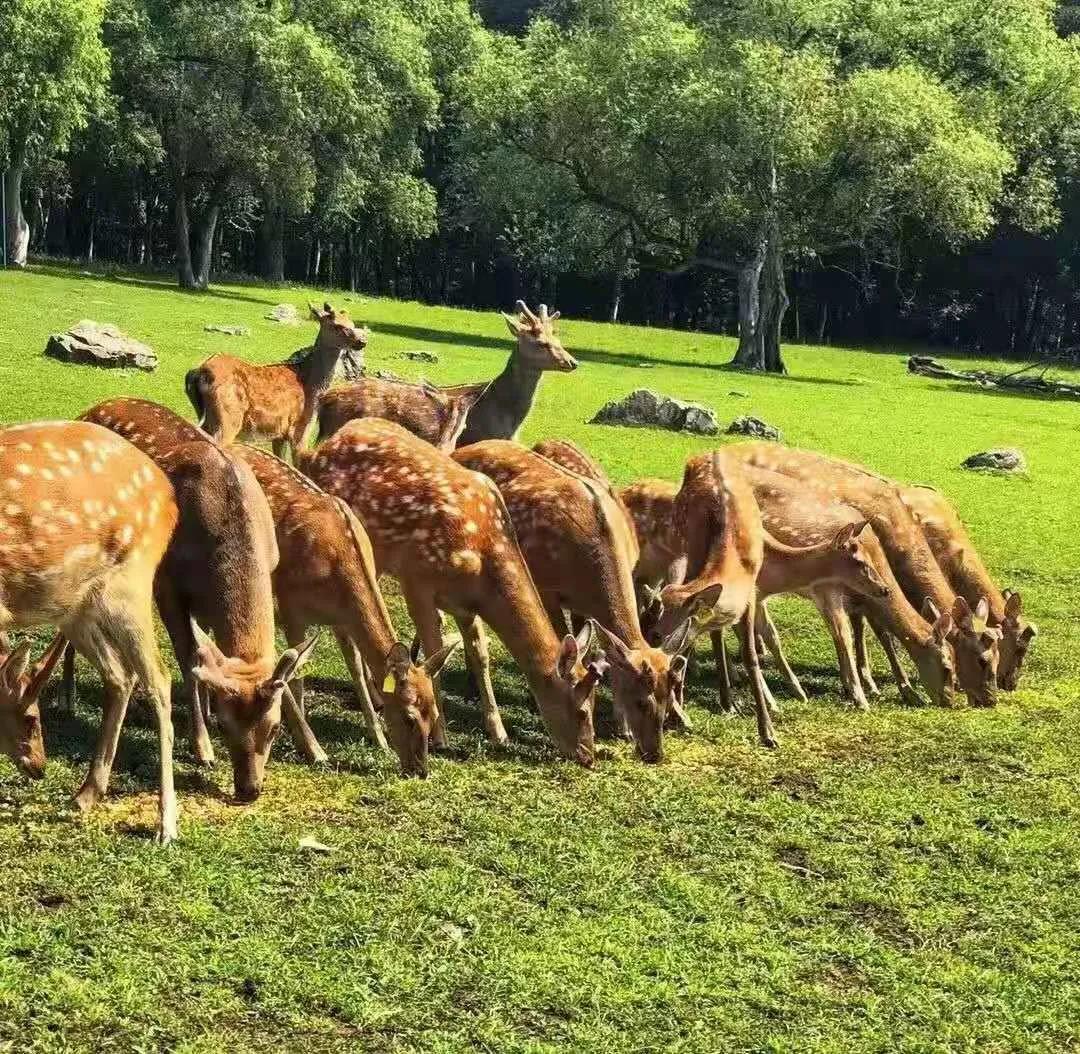 八月到森工平山皇家鹿苑看超美梅花鹿