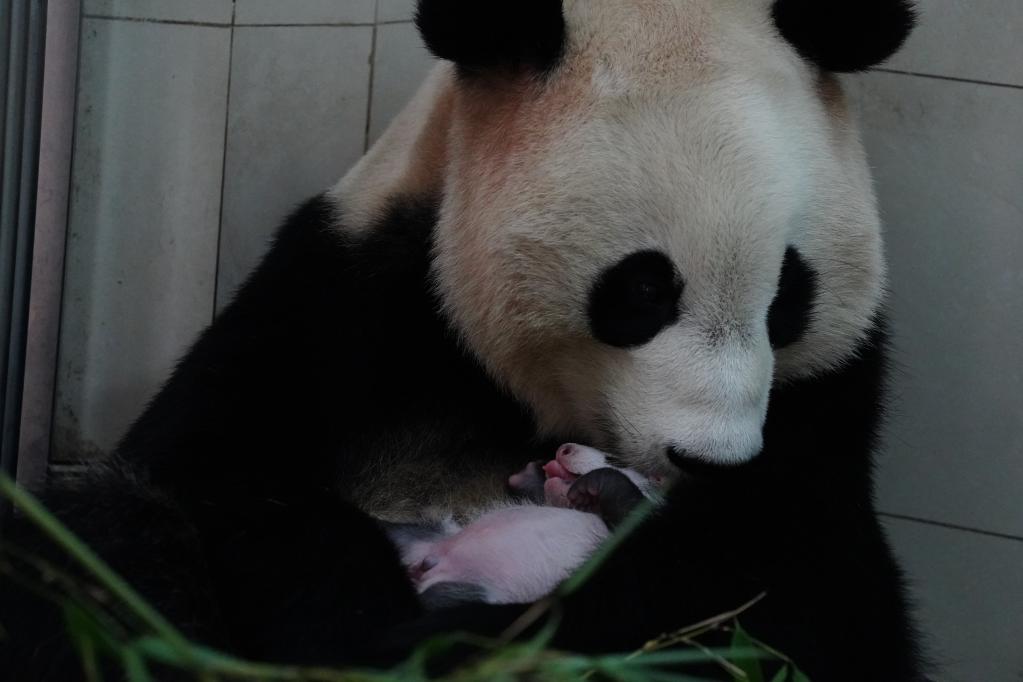 拿什么拯救你濒危动物丨大熊猫中国特有的活化石