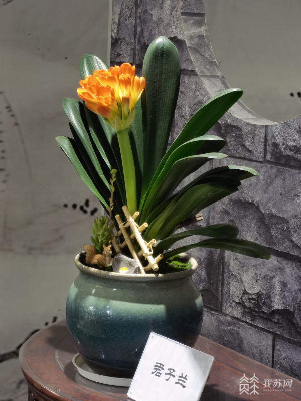 南京玄武湖的年味，從迎春花展開始！
