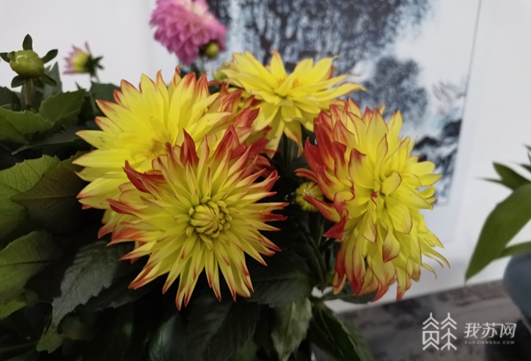 南京玄武湖的年味，從迎春花展開始！