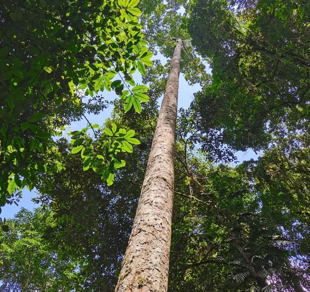 【携程攻略】西双版纳西双版纳热带雨林国家公园望天树景区景点,虽然路途有点远，不过绝对值得，强烈推荐给居住在城市里每天面对钢筋…