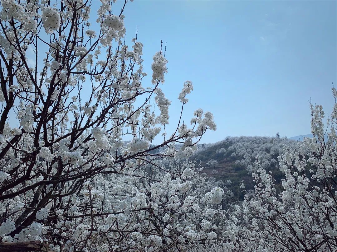 【板城——梨花（风景篇}摄影图片】钦州板城风光摄影_生命无止境_太平洋电脑网摄影部落