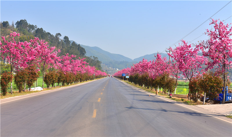 楚雄南华樱花盛开扮靓公路