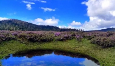 心动香格里拉花海 醉卧杜鹃深处｜我在梦开始的地方等你