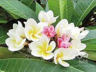 万株鸡蛋花 将盛开东川河谷