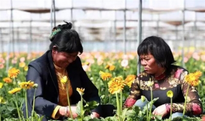 幸福像花儿一样！ 借“花卉旅游”东风 牟定“鲜花经济”助农增收