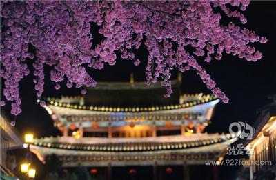 大理樱花灿烂迎新年 太美啦！【高清组图】