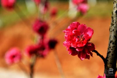 郊野公园4条最佳观赏桃花线路出炉！【高清组图】