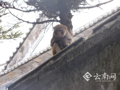 “美猴王”大闹大理鸡足山景区 森警：严禁放生具有攻击性动物