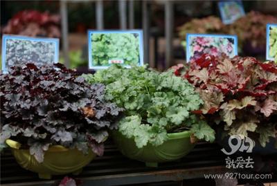 国庆新玩场：昆明首家“植物图书馆”落户西华公园
