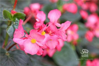 花千谷·阅读小镇成为昆明假日旅游新亮点