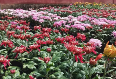 通海文庙菊花已成海 9月22日金秋菊花文化艺术节等你来