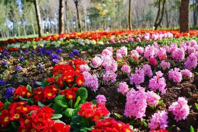 就爱去嵩明县首届郁金香文化节！30万株郁金香亮相！【组图】