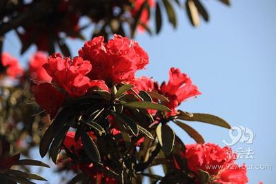 牛栏江镇第四届马鞍山马樱花节隆重启幕
