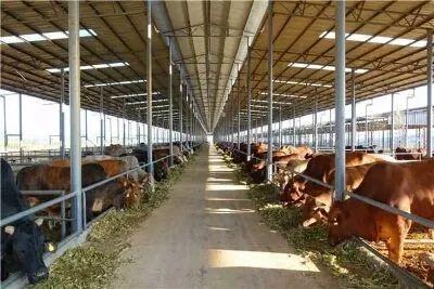 永仁县明年建成全省规模最大的云岭牛养殖基地