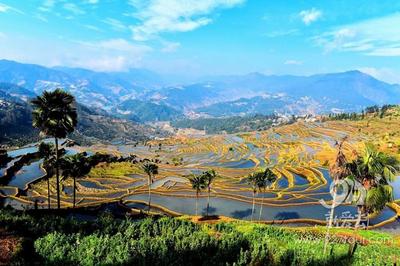 红河撒玛坝万亩梯田被评为国家3A景区