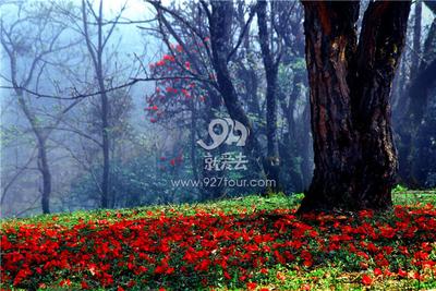 到菌子山赴一场春天最美的花事【高清美图】