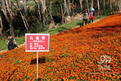 西双版纳农垦打造万亩休闲农庄！300亩花海竞相绽放【组图】