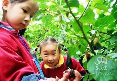 保山迎来桑葚旅游文化节