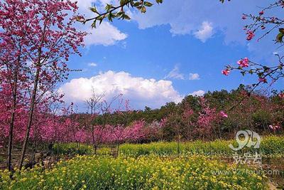 三月赏樱何处去 王家小院等你来【高清组图】