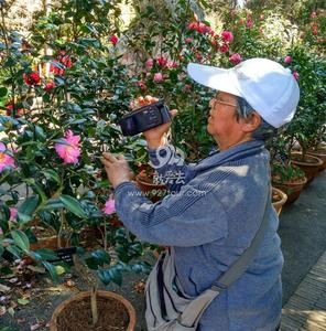 就爱去昆明植物园看山茶花！【高清组图】