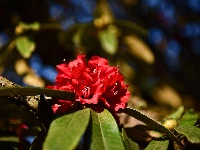 曲靖师宗菌子山杜鹃花