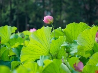 莲叶何田田，翠湖赏荷正当时