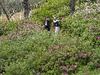 杜鹃花
