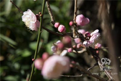 暖阳高照 梅花盛放 冬日里的黑龙潭公园太美了