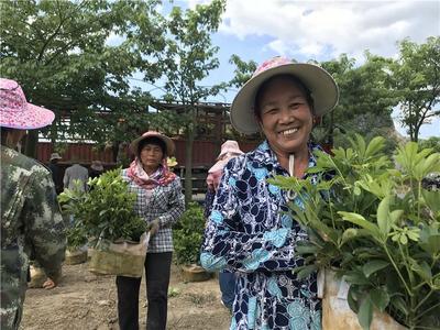 助力超20万人脱贫 碧桂园打造“4+X”民企扶贫样本