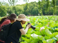 莲叶何田田，翠湖赏荷正当时