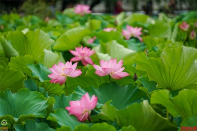 莲叶何田田，翠湖赏荷正当时