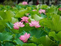 莲叶何田田，翠湖赏荷正当时