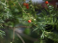 红豆杉