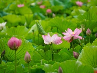 莲叶何田田，翠湖赏荷正当时