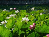 莲叶何田田，翠湖赏荷正当时