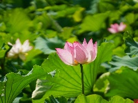 莲叶何田田，翠湖赏荷正当时