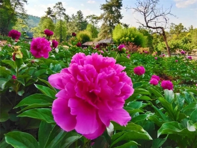 五月到狮子山邂逅“花神”，赴一场浪漫之约！