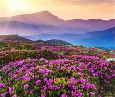心动香格里拉花海 醉卧杜鹃深处｜我在梦开始的地方等你