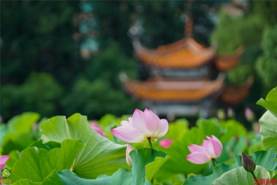 莲叶何田田，翠湖赏荷正当时