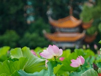 莲叶何田田，翠湖赏荷正当时