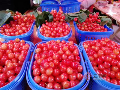 昭通鲁甸小寨樱桃红了！